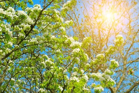 Flowering trees in the spring. Selective focus. 库存照片