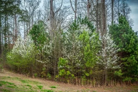 Flowering trees in springtime Foto stock