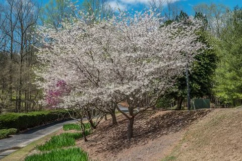 Flowering trees in springtime Stock Photos