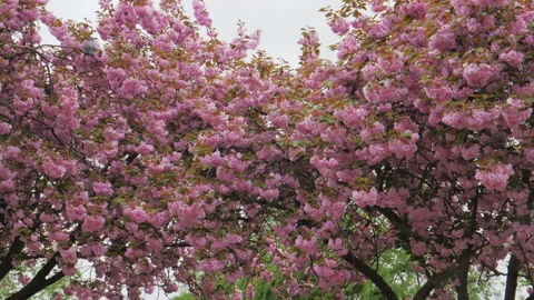 Flowering trees in storm wind in city. Vídeo Stock 89705290