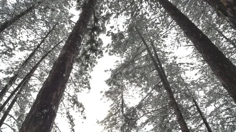 Flowering trees from which snow falls Stock-Footage 83324993