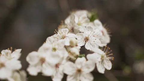 Flowering trees. White blooms Stock-Footage 163822371