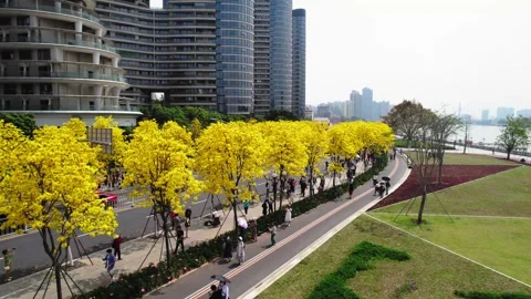Flowering treetops opening onto a long riverside avenue in Guangzhou China 스톡 동영상 346032405