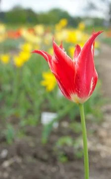 Flowering tulips Stock Photos