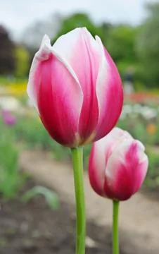 Flowering tulips Stock Photos