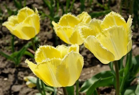 Flowering tulips Stock Photos