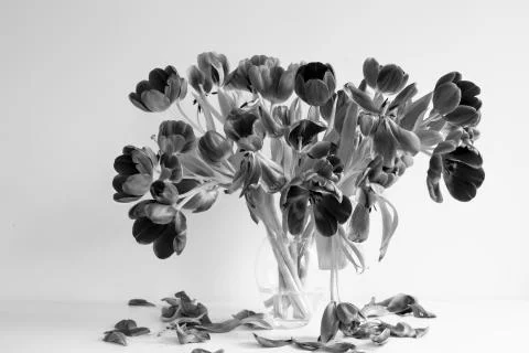 Flowering Tulips Stock Photos
