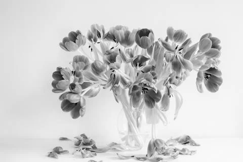 Flowering Tulips Stock Photos