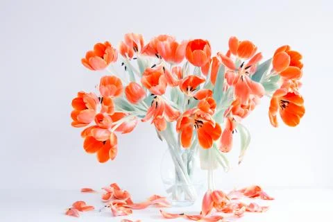 Flowering Tulips Stock Photos