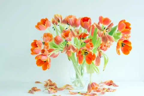 Flowering Tulips Stock Photos