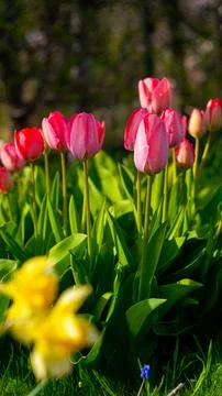 Flowering tulips in spring in the garden Stock Photos