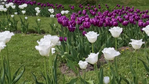Flowering tulips in a spring park Stock Footage 86163781