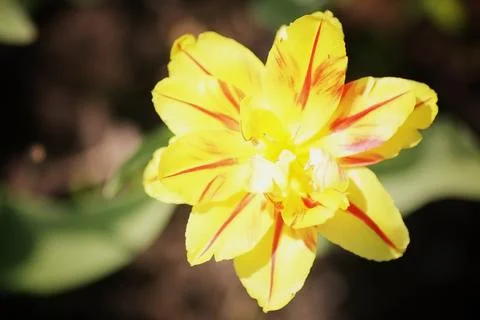 Flowering tulips in spring Stock Photos