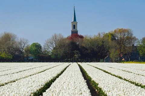 Flowering tulp fields in spring Stock Photos