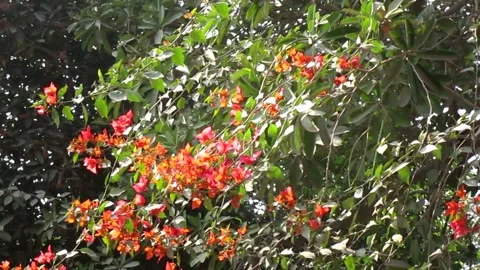 Flowering twig 動画素材 154548443