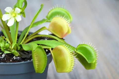 Flowering Venus Flytrap plant. Close up of Dionaea Muscipula in a pot 库存照片