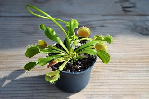 Flowering Venus Flytrap plant Stock Photos