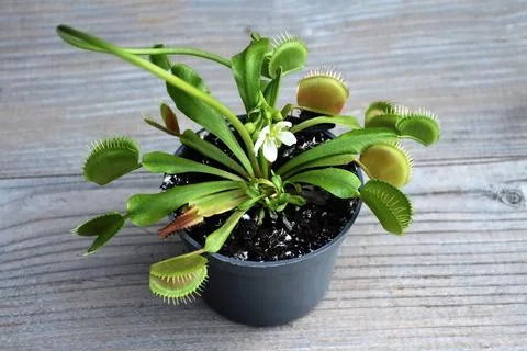 Flowering Venus Flytrap plant Foto stock