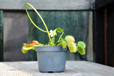Flowering Venus Flytrap plant Stock Photos