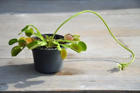 Flowering Venus Flytrap plant showing its long flower stem Stock Photos
