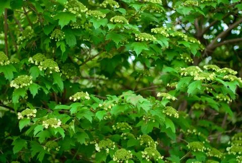 Flowering viburnum Stock Photos