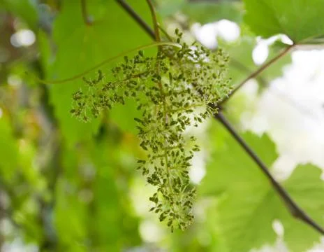 Flowering vine Stock Photos