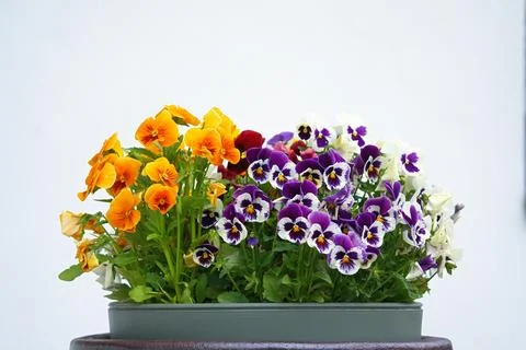 Flowering violas of two varieties in one container Stock Photos