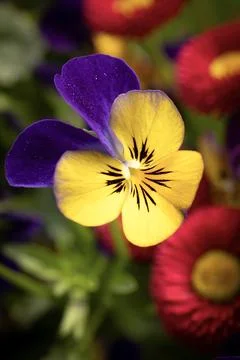 Flowering violet (Viola) in spring Stock Photos