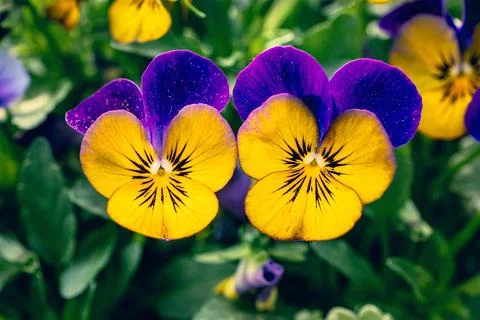 Flowering violet (Viola) in spring Stock Photos