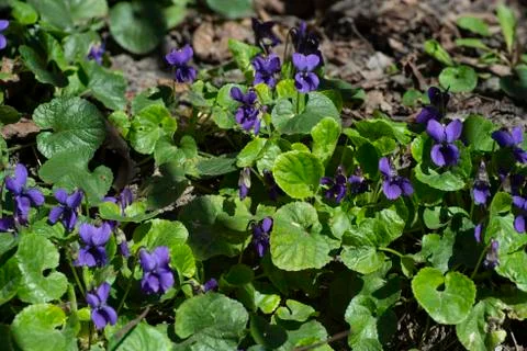 Flowering violets in the garden. The first spring flowers. Stock Photos