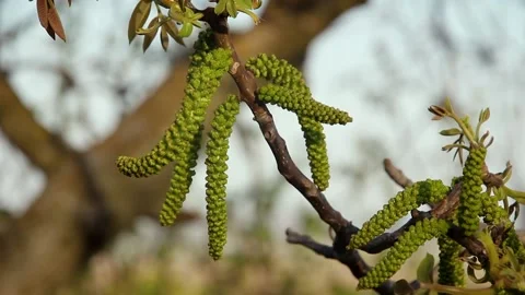 Flowering walnut branch close-up on the background of the house Vídeos de archivo 107127970