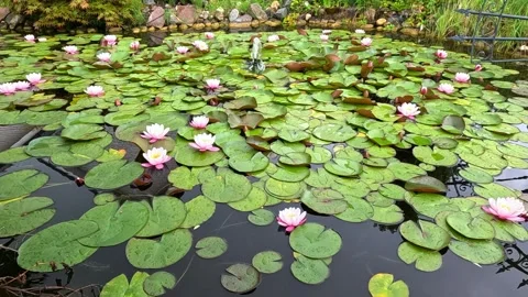 Flowering water lilies (Nymphaea spp.) with vibrant pink blossoms and green.. Stock Footage 340230077