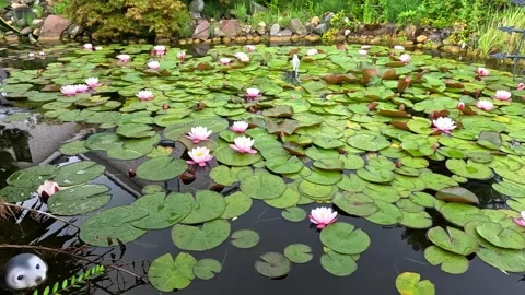 Flowering water lilies (Nymphaea spp.) with vibrant pink blossoms and green.. Stock Footage 340230243