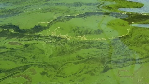 Flowering water in the river Stock Footage 121765581