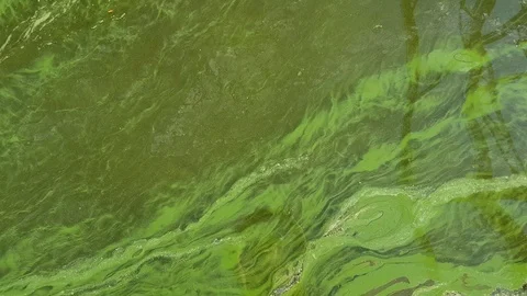 Flowering water in the river Stock Footage 126121623