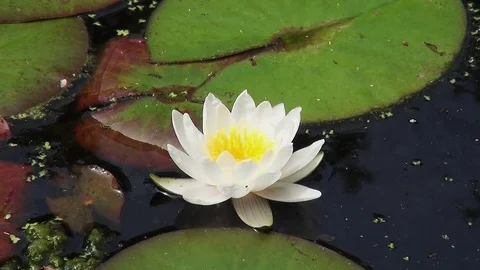 Flowering waterlely. Stock Footage 96189921