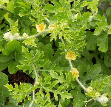 Flowering watermelon. Stock Photos