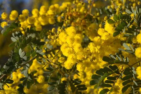 Flowering wattle close up Stock Photos