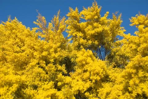 Flowering wattle Stock Photos