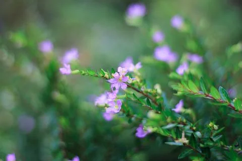 Flowering weed Stock Photos