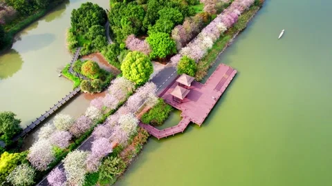 Flowering wetland path beside red decking and pavilions in Guangzhou China Stock Footage 346031098