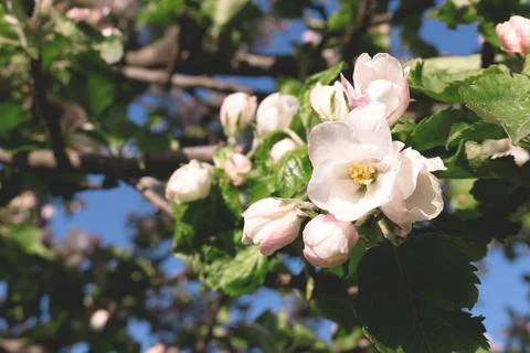 Flowering white apple tree. Stock Photos