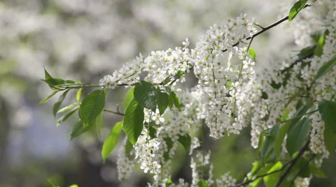 Flowering white bird cherry branch trembling in the wind. Vídeo Stock 49525837