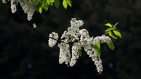 Flowering white bird cherry tree in sunny day on dark blur background. Видео 49524976
