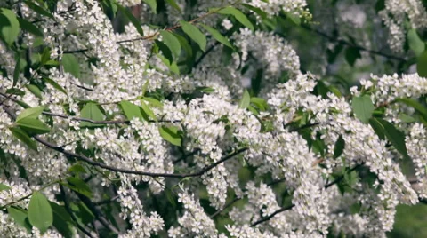 Flowering white bird cherry tree trembling in the wind. Vidéo 49525111