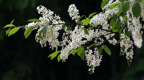 Flowering white bird cherry tree on dark blur background trembling in the wind. Vídeo Stock 49525354