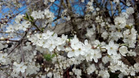 Flowering of white cherry blossoms. close-up of cherry blossoms. timelapse Stock Footage 198710502