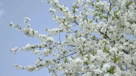 Flowering white cherry on wind against sky. Stock Footage 7740798