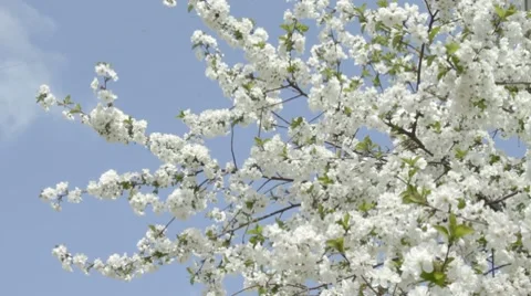 Flowering white cherry on wind against sky with bees. 스톡 동영상 7740812
