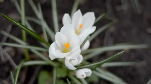 Flowering white crocus 库存影片 8679775